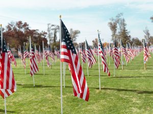 American Flags in the field of honor for veterans day