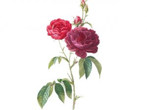 Rose Image for art event
